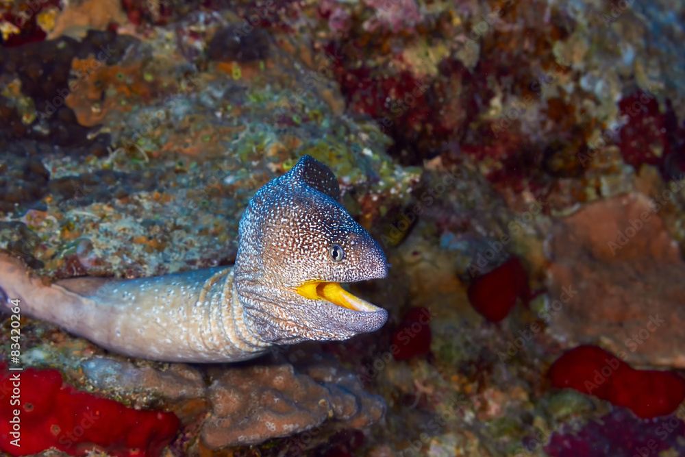 Yellow-mouthed moray eel in the Red Sea, Egypt.