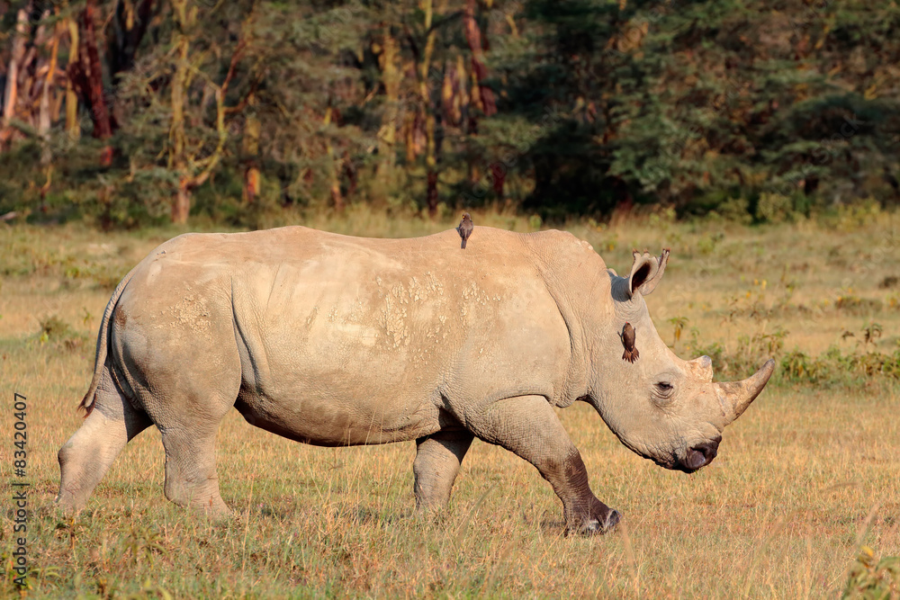 A white rhinoceros, Lake Nakuru National Park, Kenya A white rhinoceros, Lake Nakuru National Park, Kenya