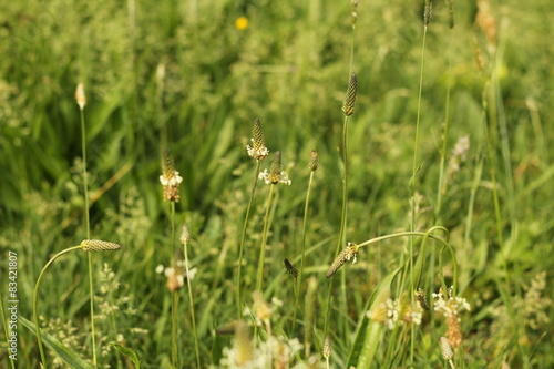 ribwort plantain 