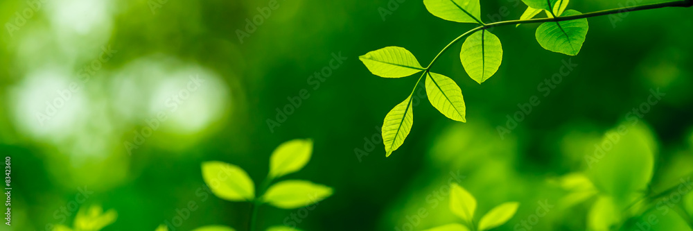 Fototapeta premium Zielone liście