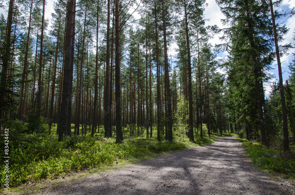 Fototapeta premium Gravel road into the forest