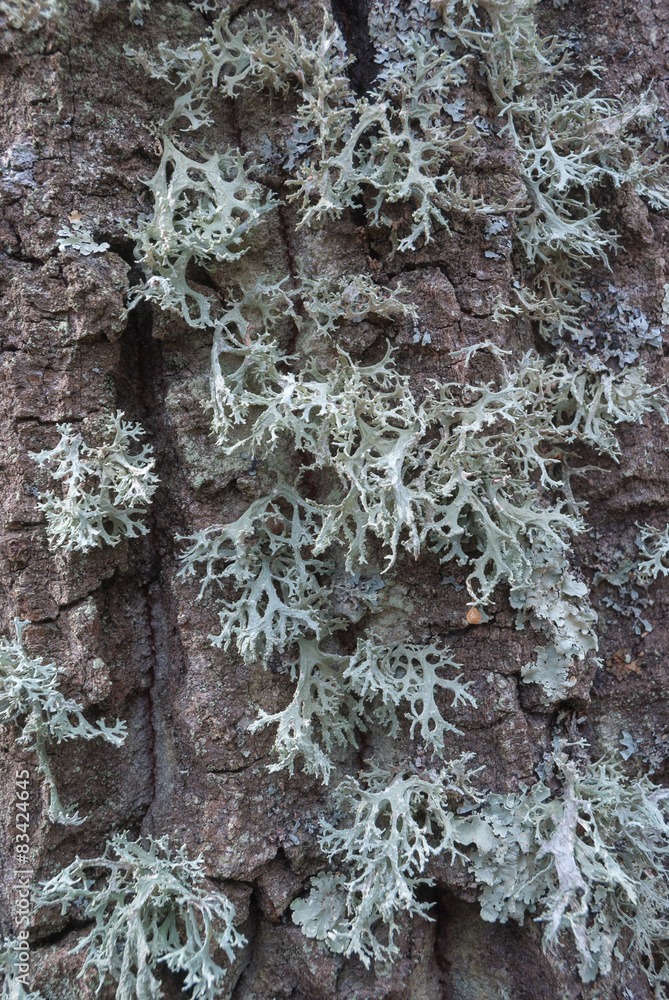 Fototapeta premium tree 