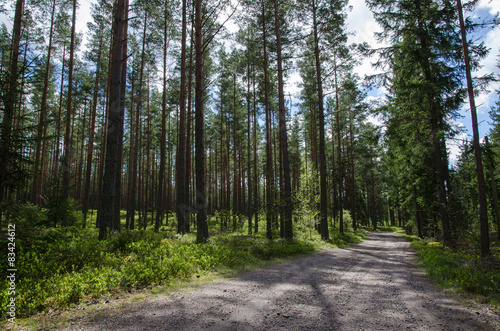 Gravel road into the forest © olandsfokus