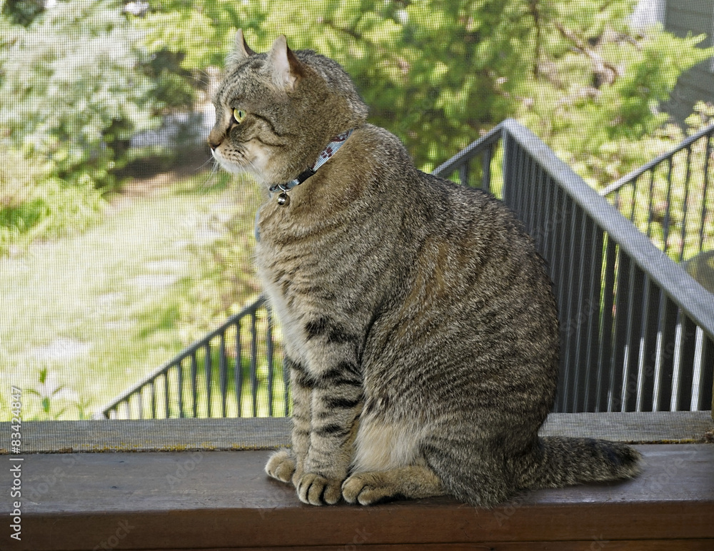 Fototapeta premium Highland Lynx cat on a screened porch.