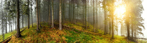 Panoramic view of misty forest #83424807