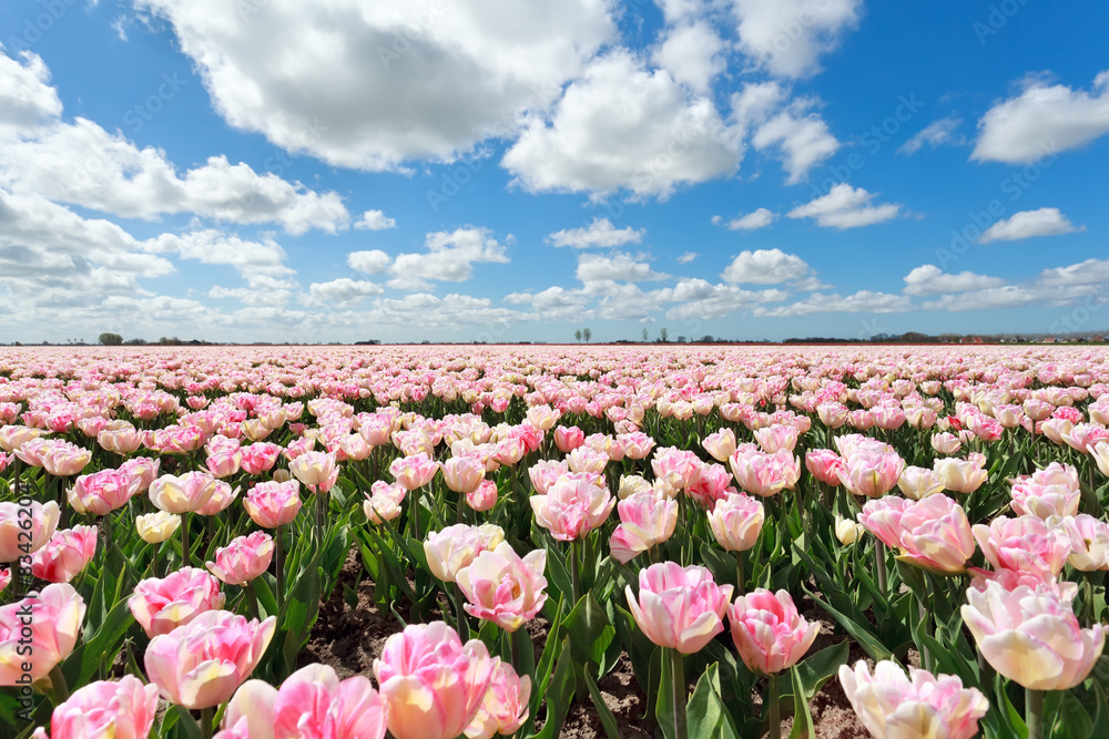 Fototapeta różowe tulipanowe pole i błękitne niebo