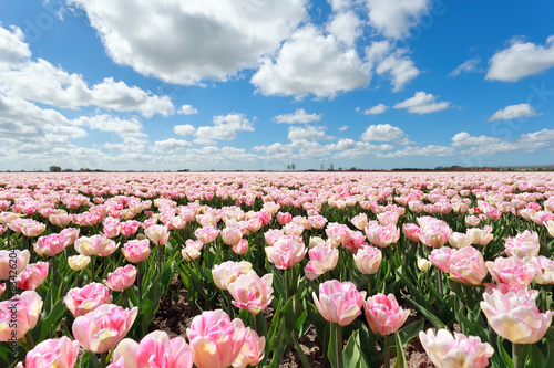 różowe tulipanowe pole i błękitne niebo