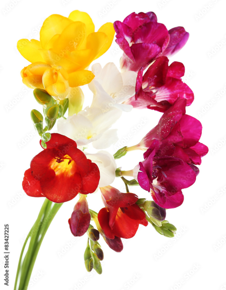 Fototapeta premium Beautiful spring flowers isolated on white
