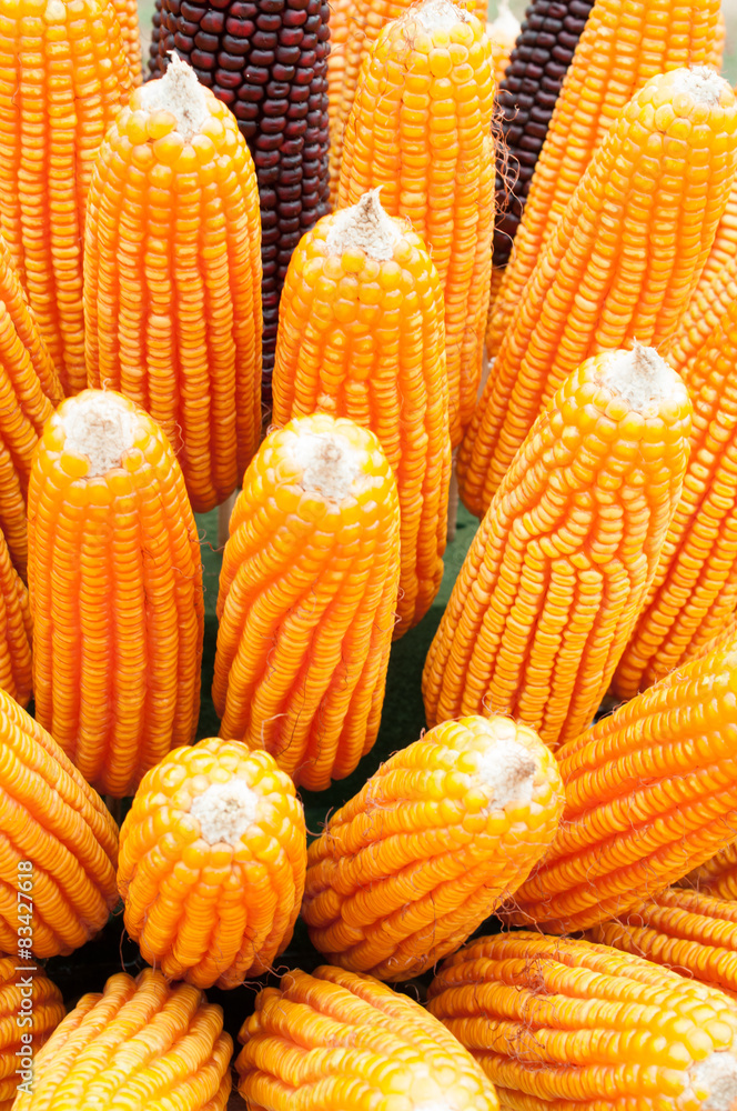 Fototapeta premium Grains of ripe corn. Macro image.