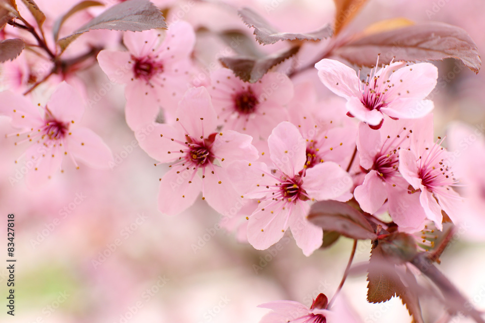 Blooming tree twigs with pink flowers in spring close up