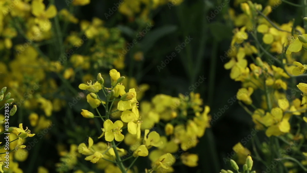 Rapeseed and mustard plant fields Rapeseed and mustard plant fields