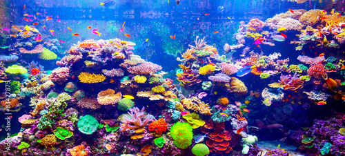 Fototapeta Naklejka Na Ścianę i Meble -  Coral Reef and Tropical Fish