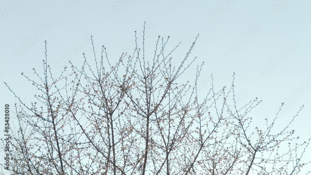 Crown young spring tree against the blue sky Crown young spring tree against the blue sky