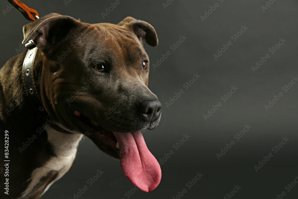 American Staffordshire Terrier, close-up, on dark background American Staffordshire Terrier, close-up, on dark background