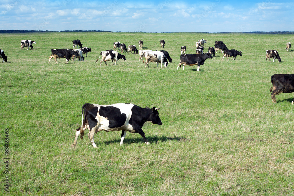 Rural landscape with cows on meadow in summer day Rural landscape with cows on meadow in summer day