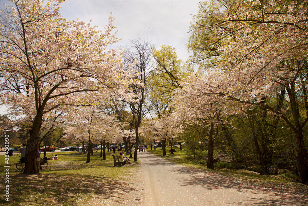 Φωτογραφία Japanese Sakura  cherry trees in bloom in High Park Toronto