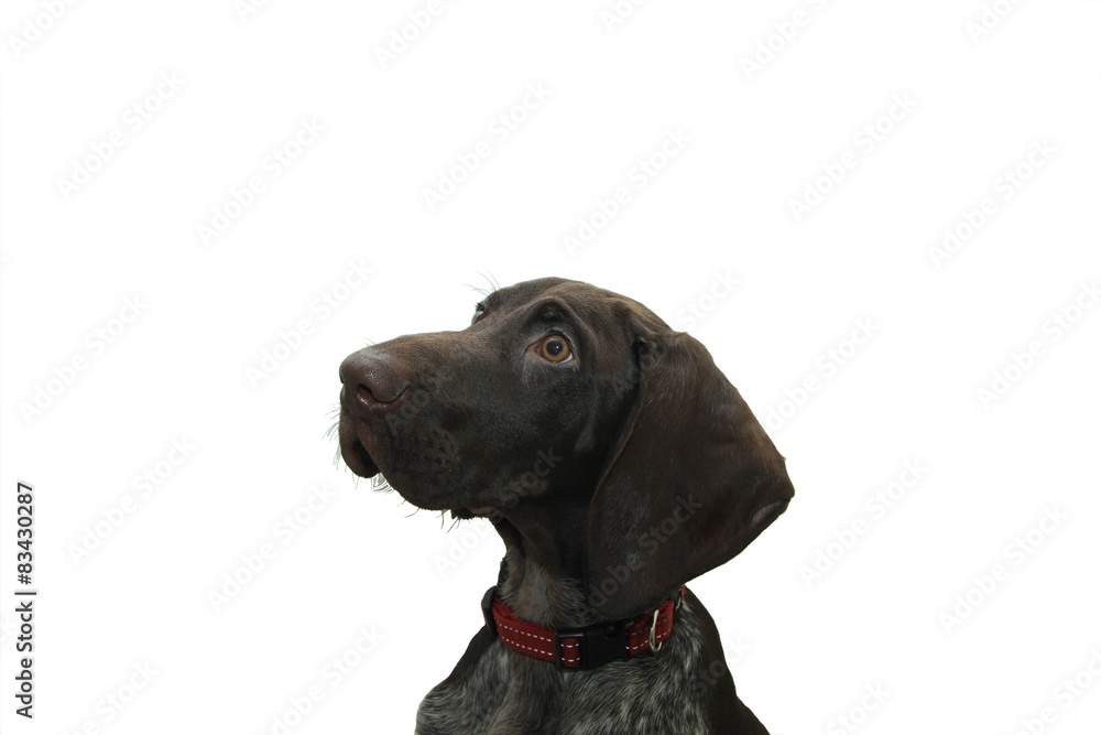 German Shorthaired Pointer puppy