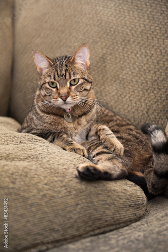 cat on the couch