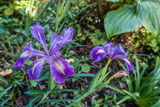 Iris closeup at Highline Botanical Gardens in Seatac, WA