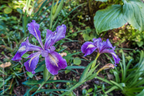 Fototapeta Naklejka Na Ścianę i Meble -  Iris closeup at  Highline Botanical Gardens in Seatac, WA