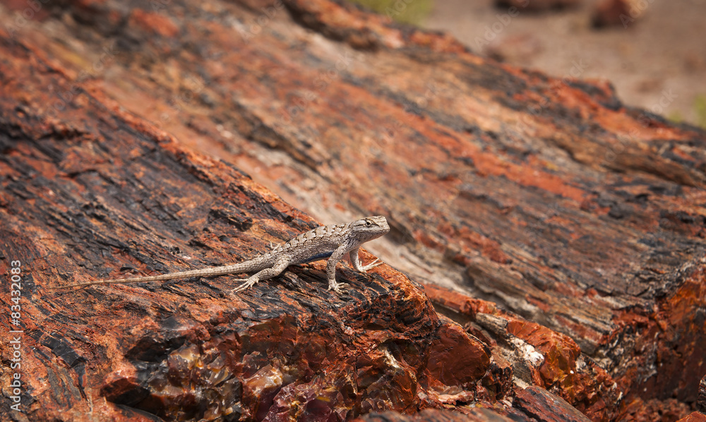 Lizard, Petrified Forest National Park, Arizona.
Lizard, Petrified Forest National Park, Arizona.