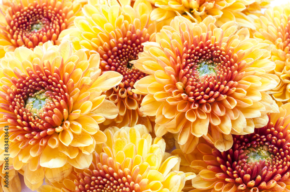 orange chrysanthemum isolated on a white background orange chrysanthemum isolated on a white background