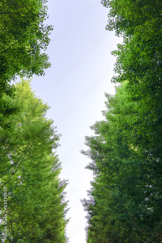 Obraz premium 銀杏並木