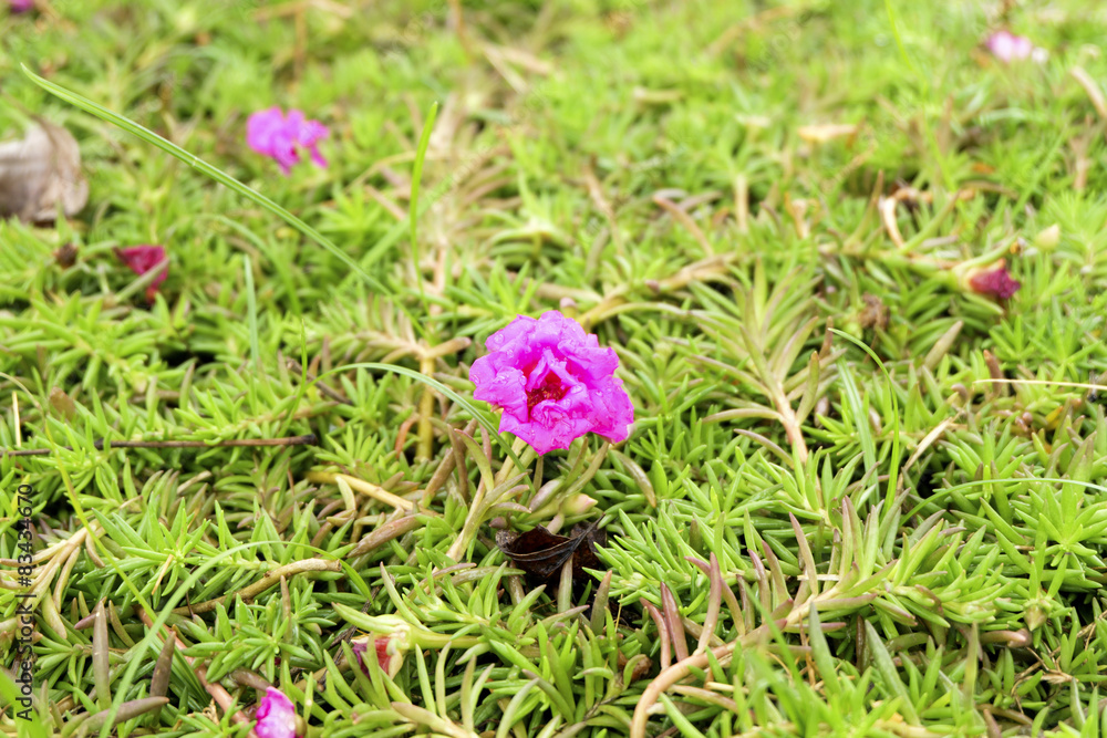 Pink flower,Common Purslane, portulaca flowers, Verdolaga, Pigweed, Little Hogweed ,Pusleys on nature background