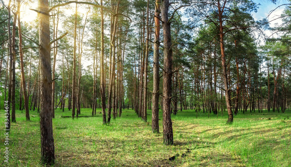 clearing in the woods summer day coniferous forests in Ukraine clearing in the woods summer day coniferous forests in Ukraine