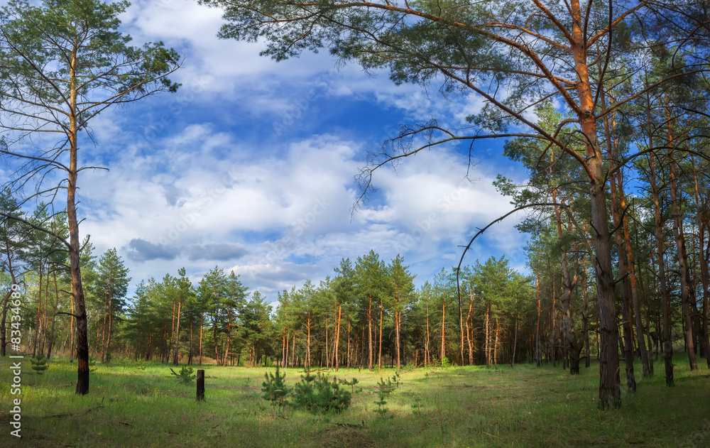 Obraz premium clearing in the woods summer day coniferous forests in Ukraine