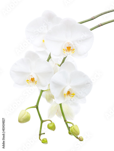 Fototapeta Naklejka Na Ścianę i Meble -  White orchid on a white background