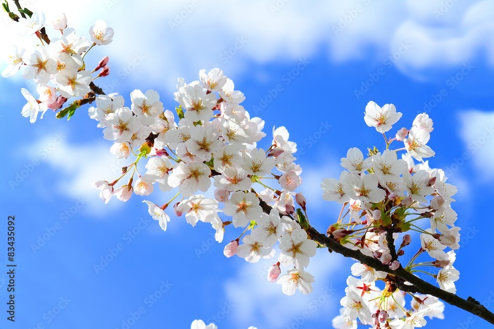 Beautiful pink cherry blossom in Vilnius city Beautiful pink cherry blossom in Vilnius city