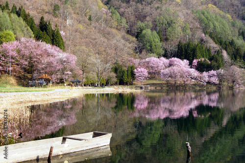 中綱湖畔の桜