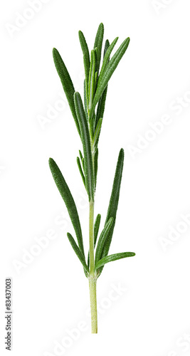 Wallpaper Mural Rosemary twig isolated on white background Torontodigital.ca