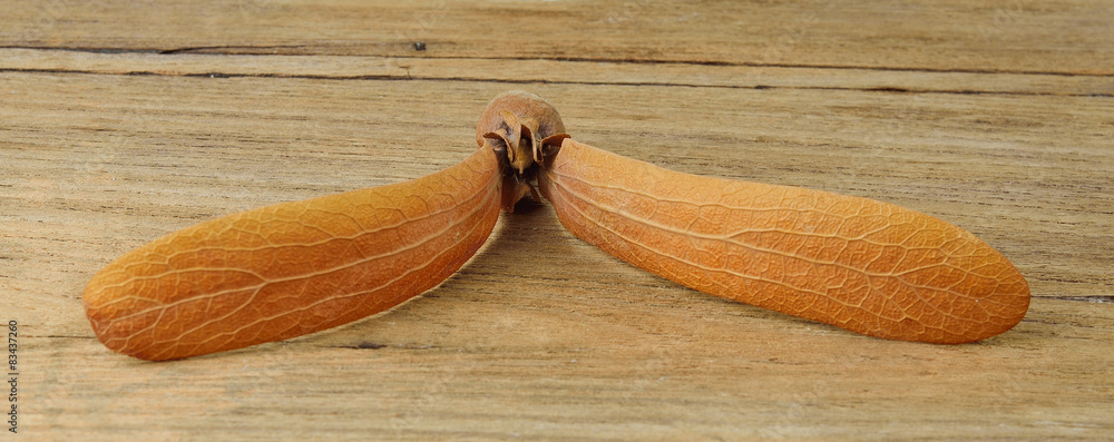 Dipterocarpus alatus Roxb Seeds on wood background Dipterocarpus alatus Roxb Seeds on wood background