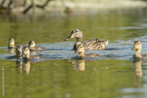 Mallard, Anas platyrhynchos