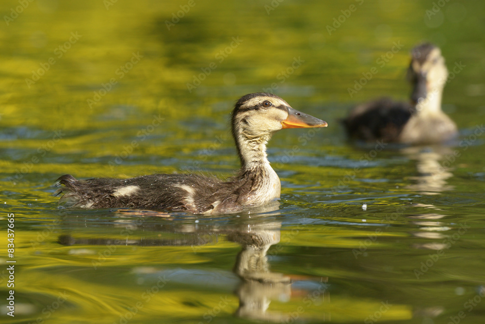 Mallard, Anas platyrhynchos Mallard, Anas platyrhynchos