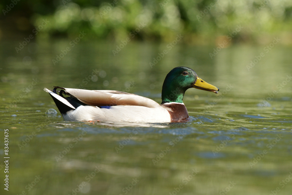 Obraz premium Mallard, Anas platyrhynchos
