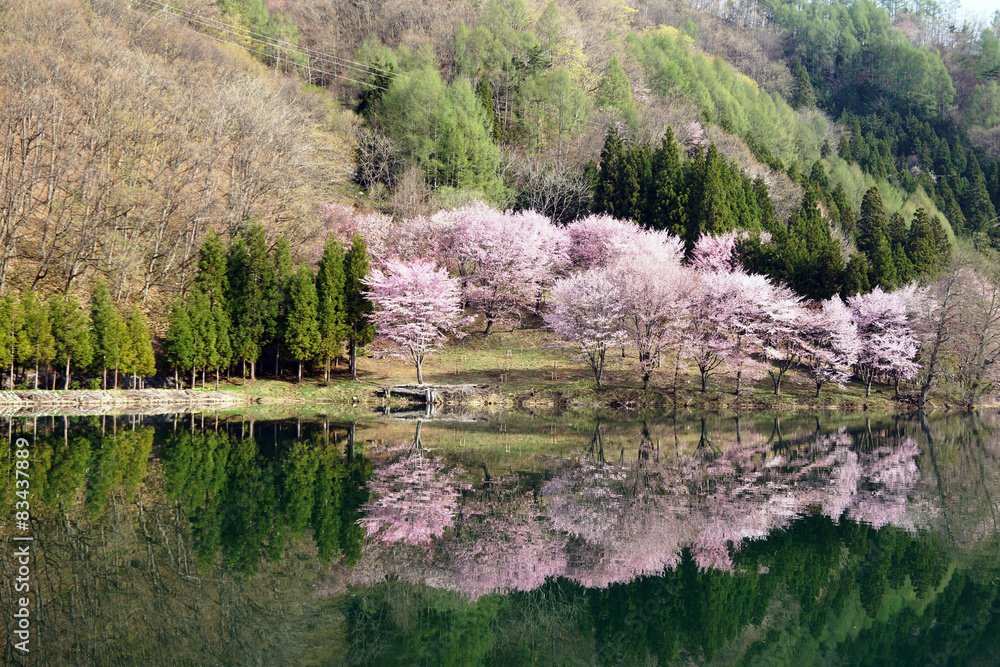 中綱湖畔の桜 中綱湖畔の桜