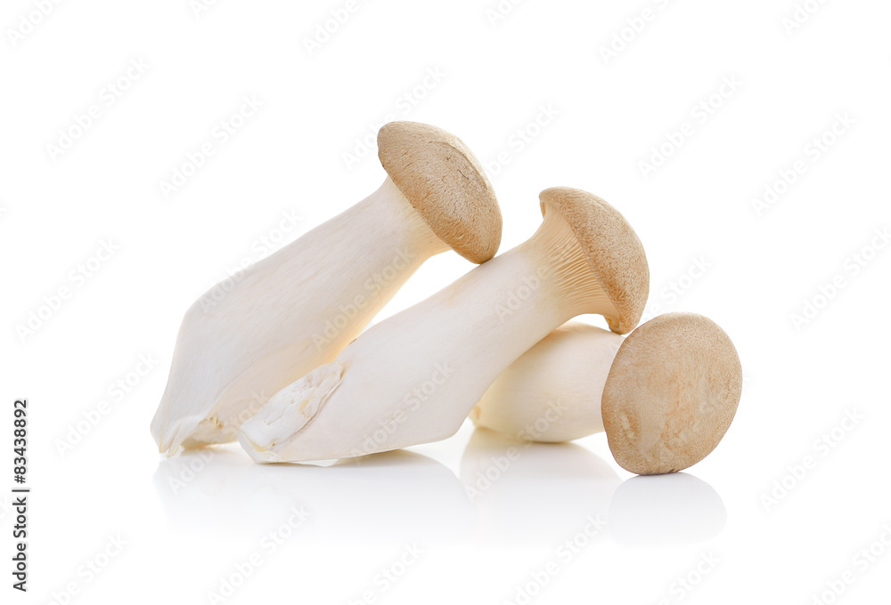 mushroom eryngii on white background mushroom eryngii on white background