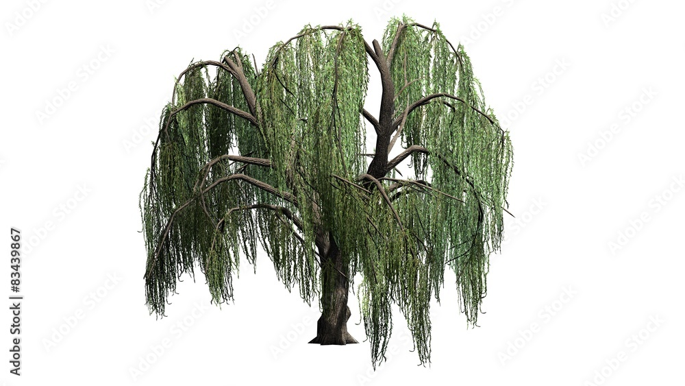 Fototapeta premium Weeping willow tree - isolated on white background