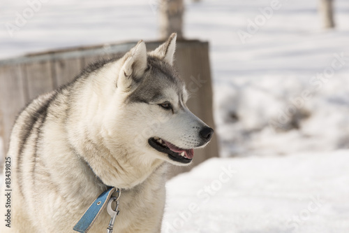 Huskies in nursery for dogs on kamchatka