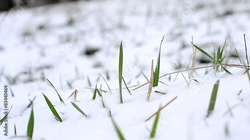 Snow falling on green grass with a grass blade stirred by wind photo