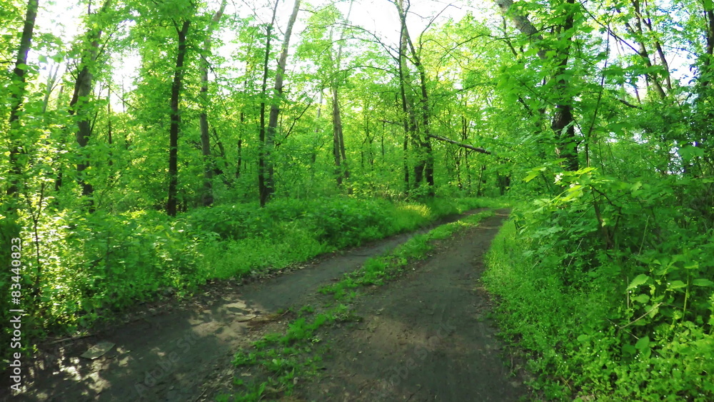Road in forest Road in forest