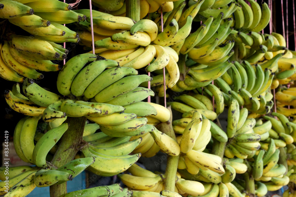 Rows of ripe yellow bananas