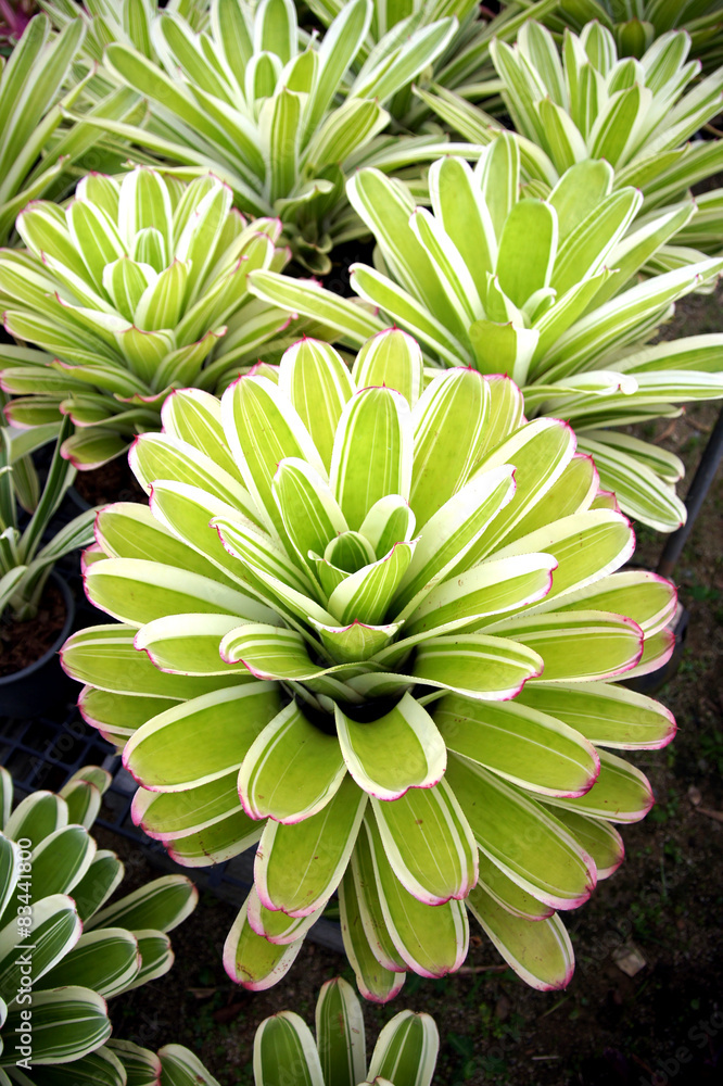 Beautiful colorful foliage on bromeliad plant Beautiful colorful foliage on bromeliad plant
