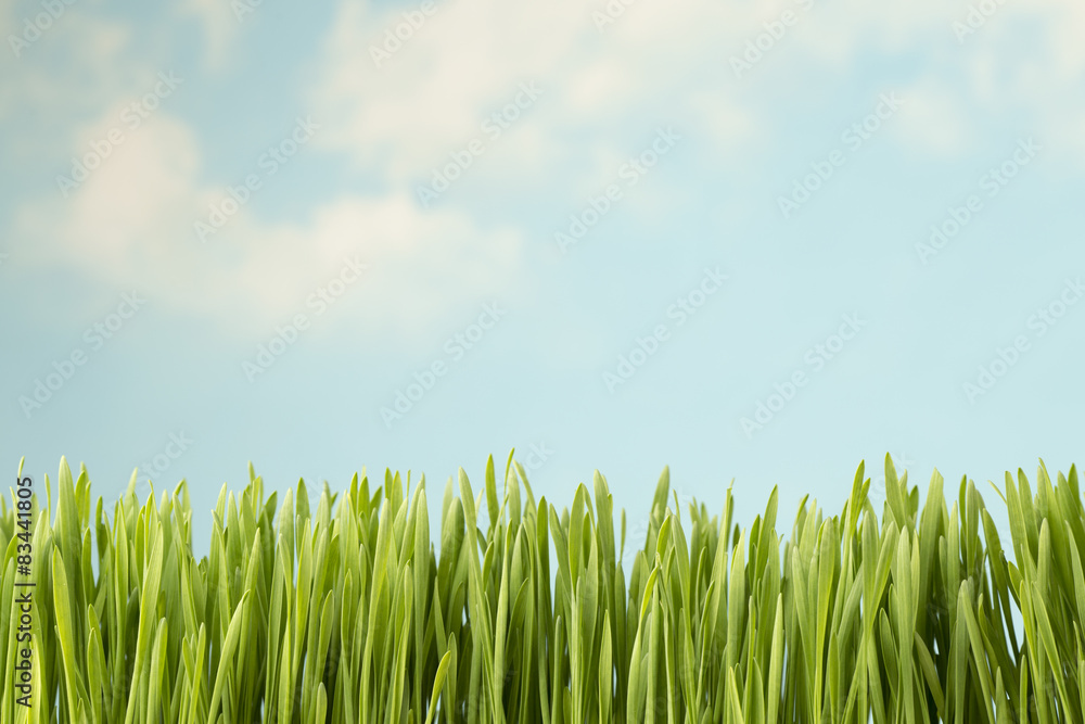 Fototapeta premium Grass.