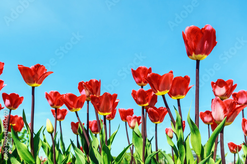 red flowers blooming tulips
