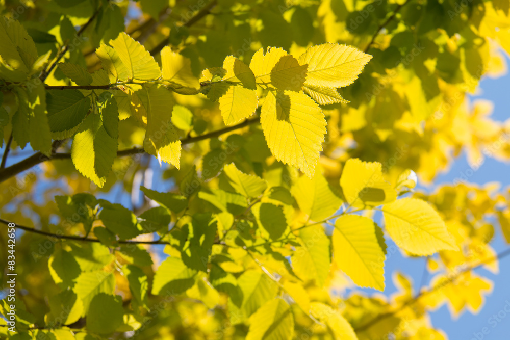 Yellow leaves in spring Yellow leaves in spring