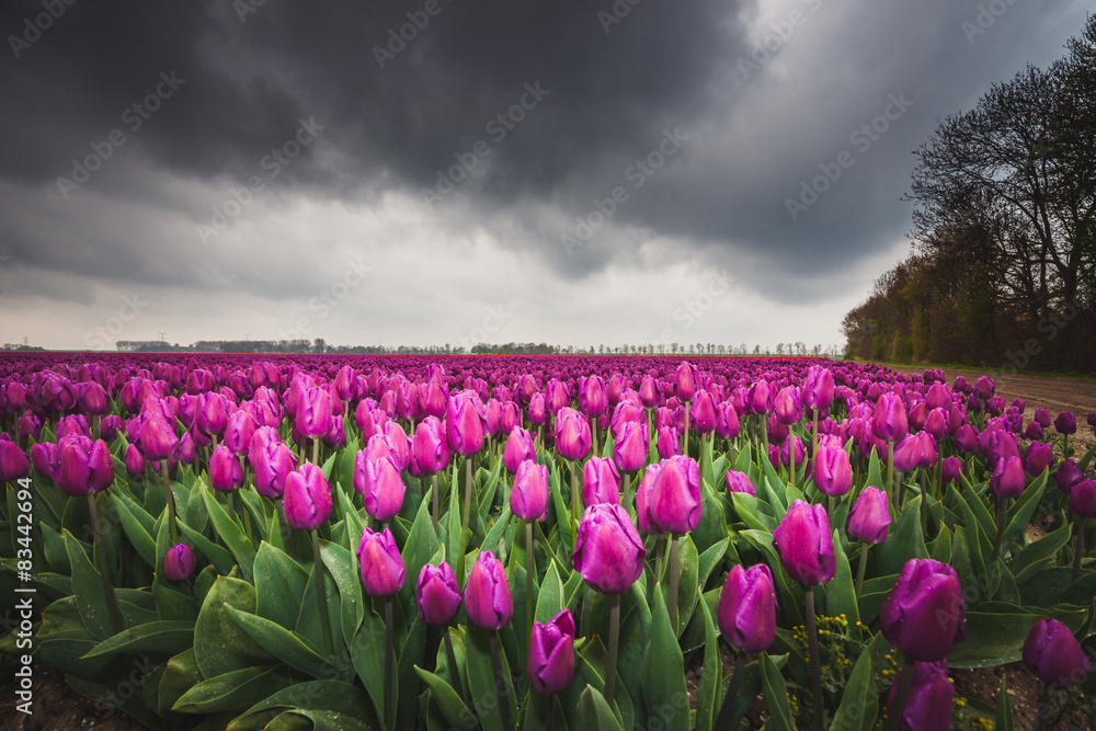 Beautiful bouquet of tulips. colorful tulips. tulips in spring Beautiful bouquet of tulips. colorful tulips. tulips in spring